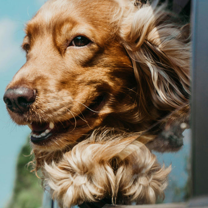 Why Does Pet Hair Stick to Everything in Summer? How to Remove It Easily