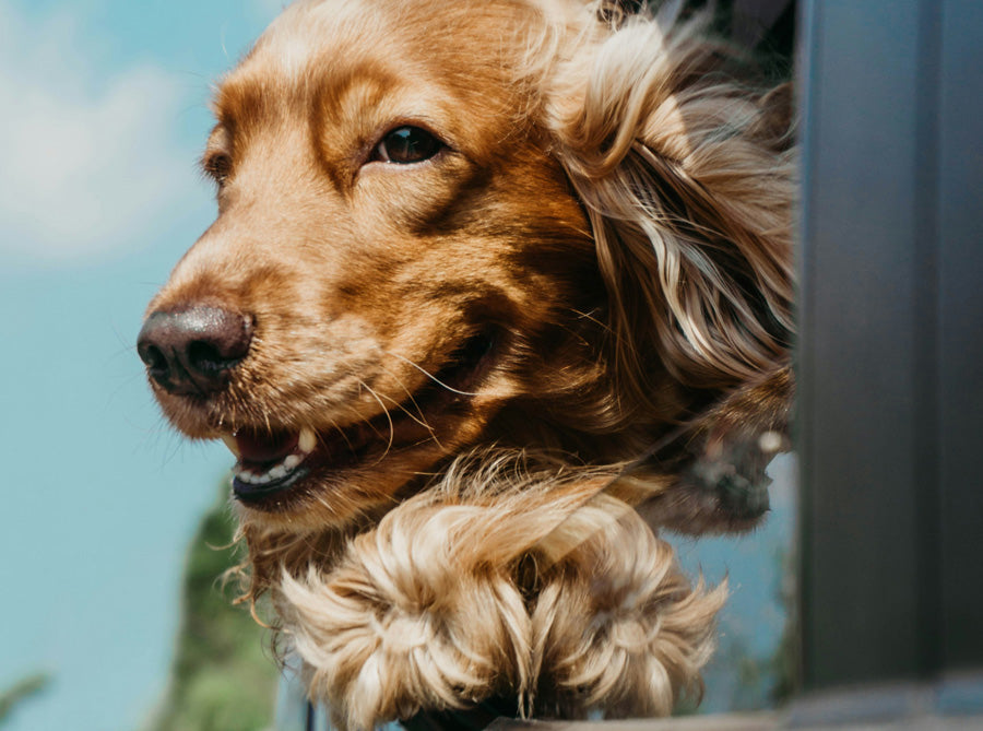 Why Does Pet Hair Stick to Everything in Summer? How to Remove It Easily